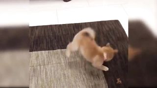 cute dog