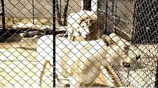 A day with lion