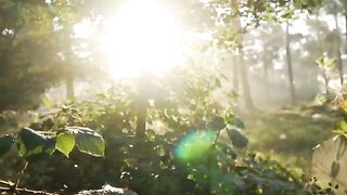 Meditation and mind relaxing video, Forest beautiful video, nature