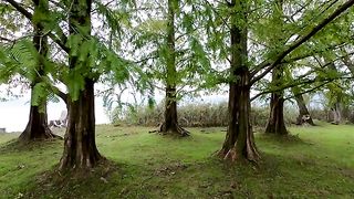 Forest background