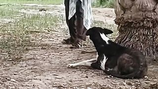 Funny dog video