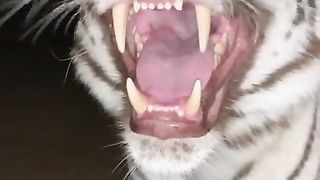 The best tiger