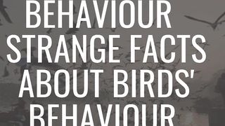 birds facts |birds  strange behaviour before earthquake in turkey