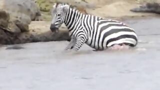 Crocodile Takes Alive zebra in the river