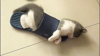 cute kitten baby
