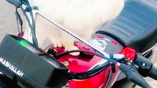 beautiful cat #cat #short #viralfebspot #shortvideo #shortfeed #shots