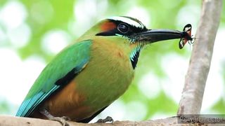 New birds in natural colours video on febsport New birds in natural colours video on febsport