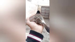 Amazing funny video // Chirya 2023 video