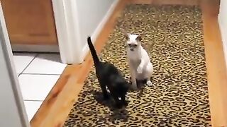 Cat jump very funny