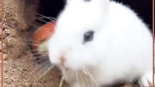 Cute Baby Rabbit