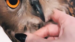 Cute Owl