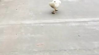 Duck Dance