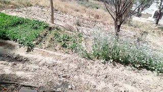 Vegetable plants