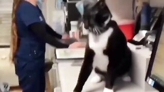 Cat funny video