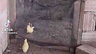 Ducks