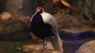 world most beautiful birds video 2023 | follow