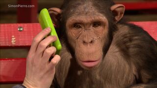 Monkeys react to magic