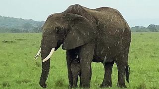 TOP 9 FACTS ABOUT ELEPHANTS