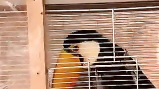 Parrot