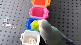 Lovebird.