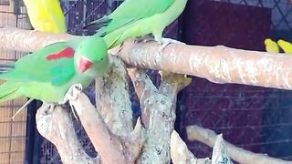 love bird parrot