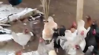 Hens video.