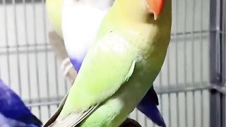 beautifull love bird