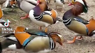 Beautiful Birds.