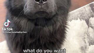 Pet dog.