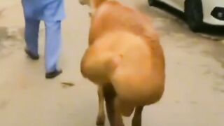 Funny video