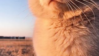Sad cat ????