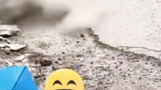 funny dog videos