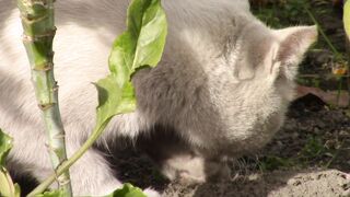 my cat with happy mood,playing with catiie,white cat.