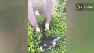 Funny cat cuteness