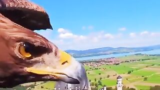 Eagle with a camera flying