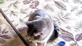 Funniest Cats, Funny Animals, Funny Dogs, Funny Cats
