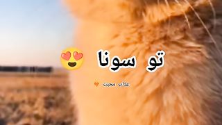 Sona sona itna v ksy tu sona????❤????# foryoupage#foryou#viral video#funny cat video