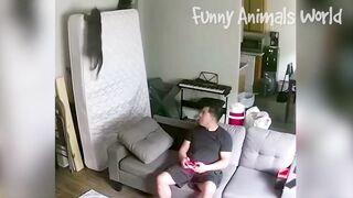 Funny Dogs And Cats Videos 2023 - Best Animal Videos Of The Month