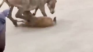 Donkey's attack