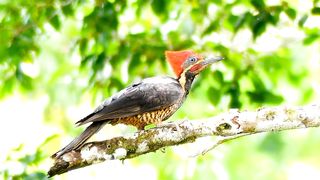 Kuch nayab parindo ki li hoi clips||Some uneque Birds many clips