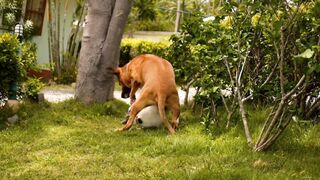 Dogs video#animalvideo