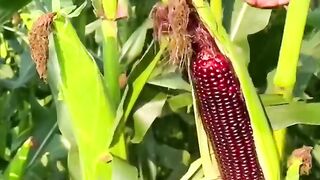 Black Corn New Black Market after Black Wheat