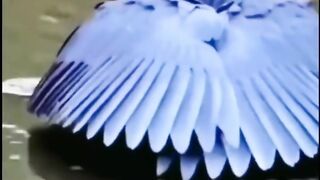 Stunning nature beauty of wild birds