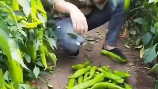 amazing farming