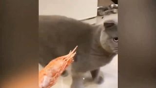 Video-3 Funny Animals Videos 2023????????-Funniest Cat and dogs Funny Animals