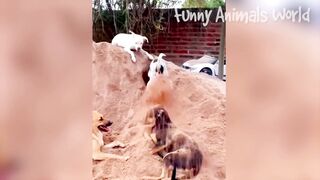 Funny Dogs And Cats Videos 2023 - Best Animal Videos Of The Month 2