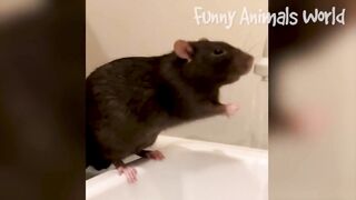 Funny Dogs And Cats Videos 2023  - Best Animal Videos Of The Month 3