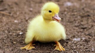 My little Duck