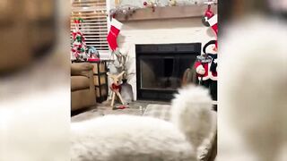 Funny cats and dog video