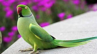 Green Ringneck Parrots | Talking Parrots | Hand Tamed Parrots | Birds Pool |